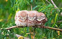 TopRq.com search results: birds cuddling