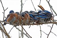 Fauna & Flora: birds cuddling