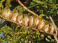 Fauna & Flora: birds cuddling