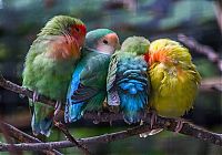 Fauna & Flora: birds cuddling