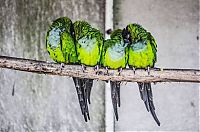 birds cuddling