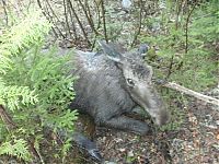 moose yearling rescued