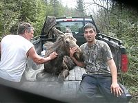 moose yearling rescued