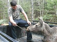 moose yearling rescued