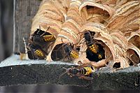 hornet nest