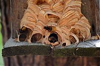 Fauna & Flora: hornet nest