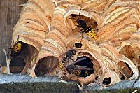 Fauna & Flora: hornet nest