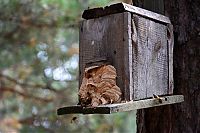 Fauna & Flora: hornet nest