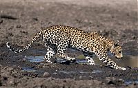 leopard fishing in the mud