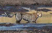 Fauna & Flora: leopard fishing in the mud