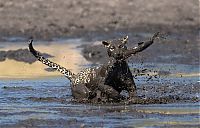 leopard fishing in the mud