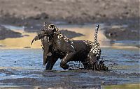 leopard fishing in the mud