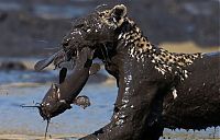 Fauna & Flora: leopard fishing in the mud