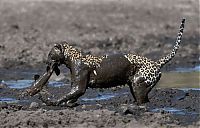 Fauna & Flora: leopard fishing in the mud