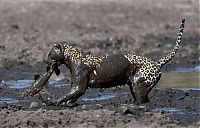 TopRq.com search results: leopard fishing in the mud