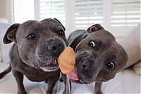 Fauna & Flora: staffordshire bull terriers