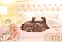 Fauna & Flora: staffordshire bull terriers