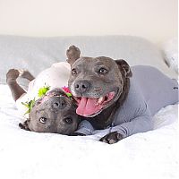 TopRq.com search results: staffordshire bull terriers