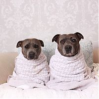 TopRq.com search results: staffordshire bull terriers