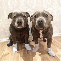 Fauna & Flora: staffordshire bull terriers