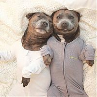 Fauna & Flora: staffordshire bull terriers