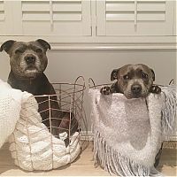 TopRq.com search results: staffordshire bull terriers