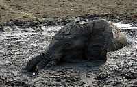 Fauna & Flora: elephant rescued from the mud