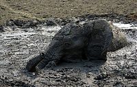 TopRq.com search results: elephant rescued from the mud