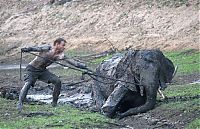 Fauna & Flora: elephant rescued from the mud