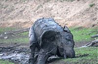 Fauna & Flora: elephant rescued from the mud