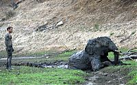 Fauna & Flora: elephant rescued from the mud