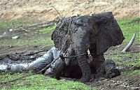 elephant rescued from the mud