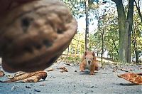 TopRq.com search results: squirrel with a nut