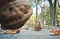 Fauna & Flora: squirrel with a nut