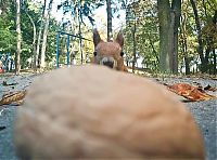 Fauna & Flora: squirrel with a nut