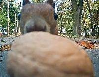 TopRq.com search results: squirrel with a nut