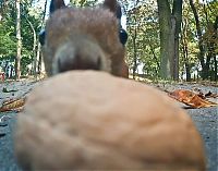 Fauna & Flora: squirrel with a nut