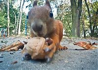 TopRq.com search results: squirrel with a nut