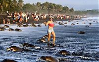 Fauna & Flora: arribadas, sea turtles synchronised nesting disturbed with tourists