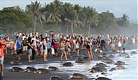 Fauna & Flora: arribadas, sea turtles synchronised nesting disturbed with tourists