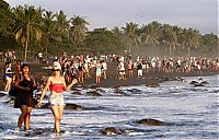 TopRq.com search results: arribadas, sea turtles synchronised nesting disturbed with tourists