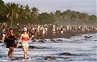 Fauna & Flora: arribadas, sea turtles synchronised nesting disturbed with tourists