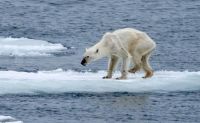 Fauna & Flora: polar bear starving