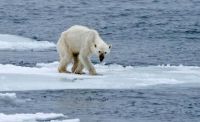 Fauna & Flora: polar bear starving