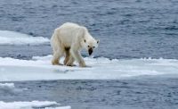 polar bear starving