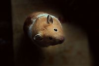 Fauna & Flora: cute hamsters