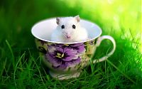 Fauna & Flora: cute hamsters