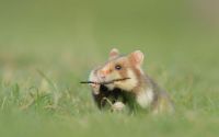 Fauna & Flora: cute hamsters