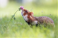 Fauna & Flora: cute hamsters