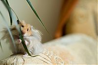 Fauna & Flora: cute hamsters